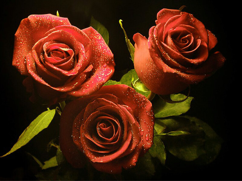 Three Red Roses — Dramatic, Photograph, Drops, Leaves