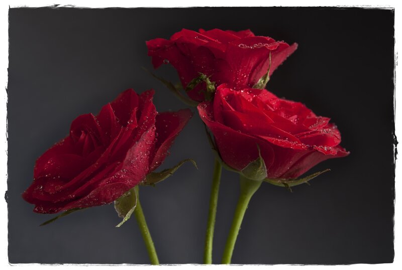 Three Red Roses — Dramatic, Photograph, Drops