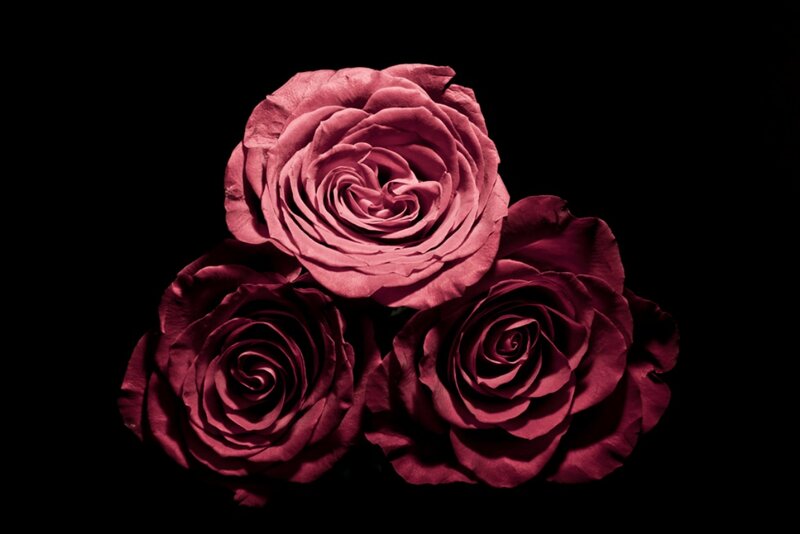 Three Red Roses — Dramatic, Photograph, Flowers, Black Background