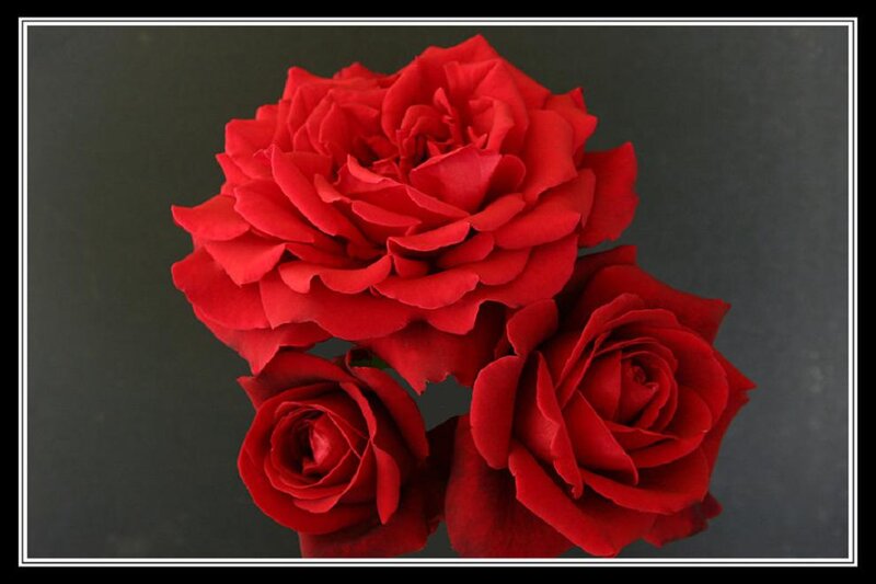 Three Red Roses — Dramatic, Photograph, Flowers, Dark Background