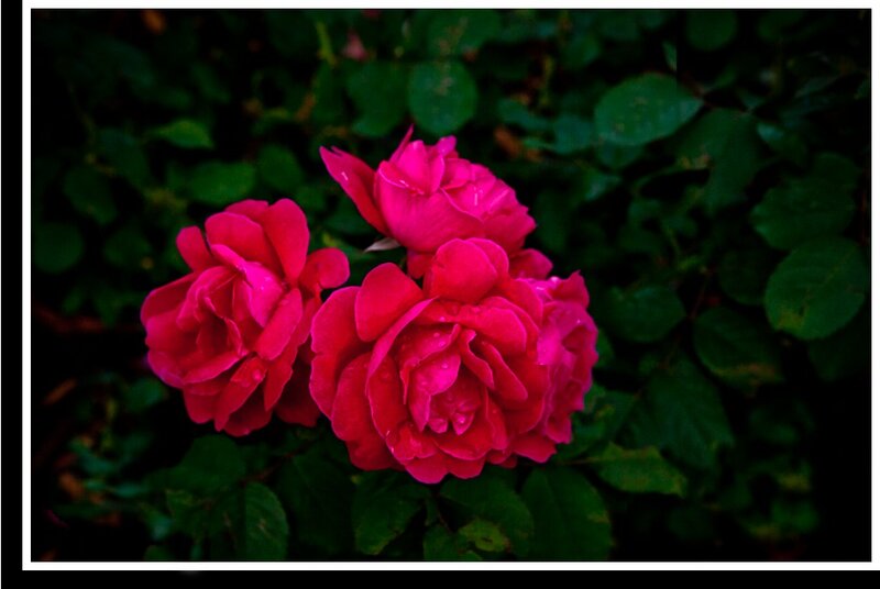 Three Red Roses — Dramatic, Photograph, Flowers, Leaves