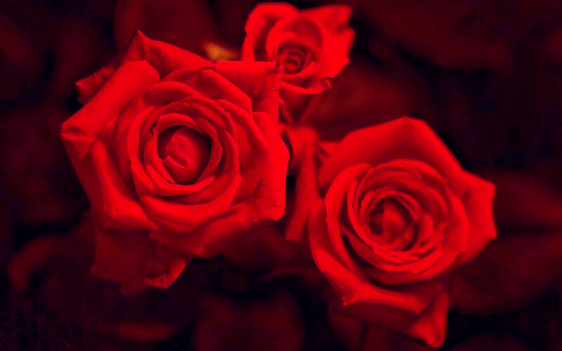 Three Red Roses — Dramatic, Photograph, Flowers, Petals