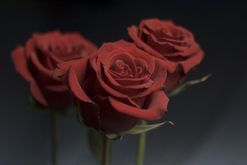 Three Red Roses — Dramatic, Photograph, Flowers