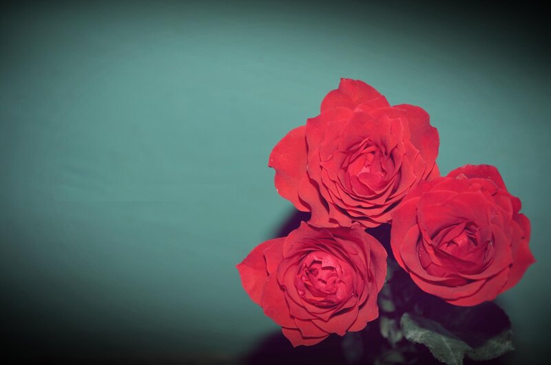 Three Red Roses — Dramatic, Photograph, Green Background