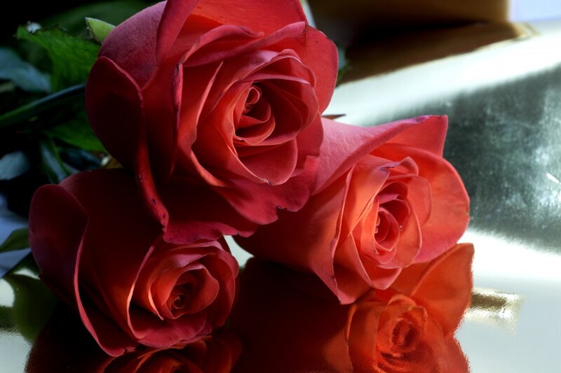 Three Red Roses — Dramatic, Photograph, Green Leaves, Reflection