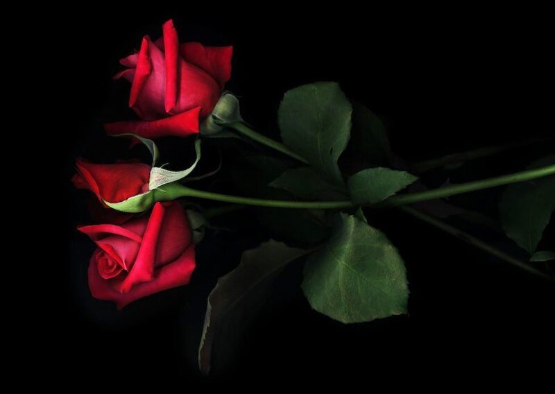 Three Red Roses — Dramatic, Photograph, Green Leaves, Stem