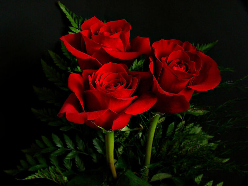 Three Red Roses — Dramatic, Photograph, Green Leaves