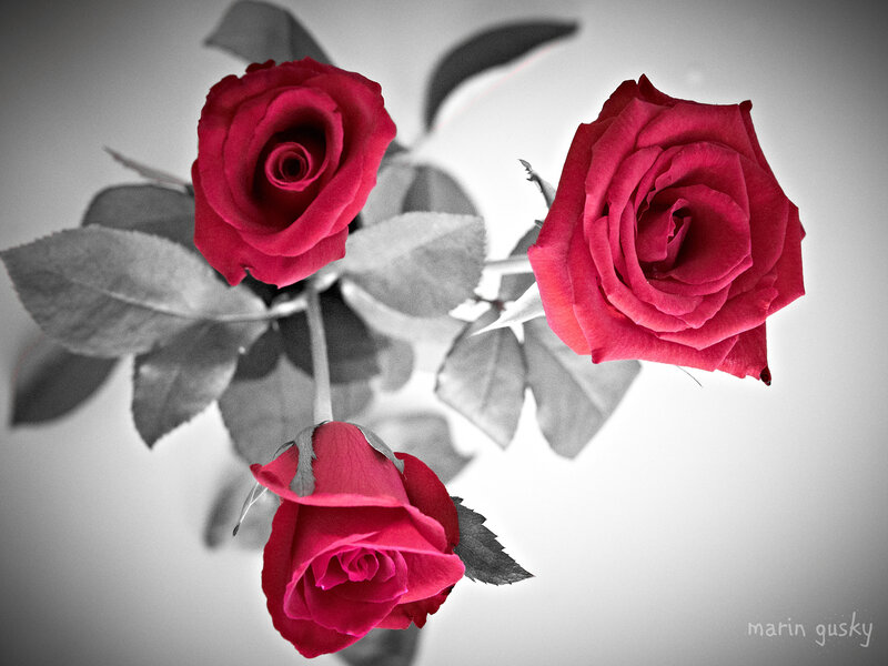 Three Red Roses — Dramatic, Photograph, Leaves, Stems