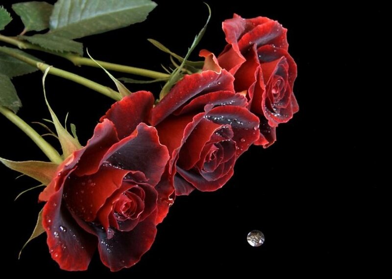 Three Red Roses — Dramatic, Photograph, Leaves