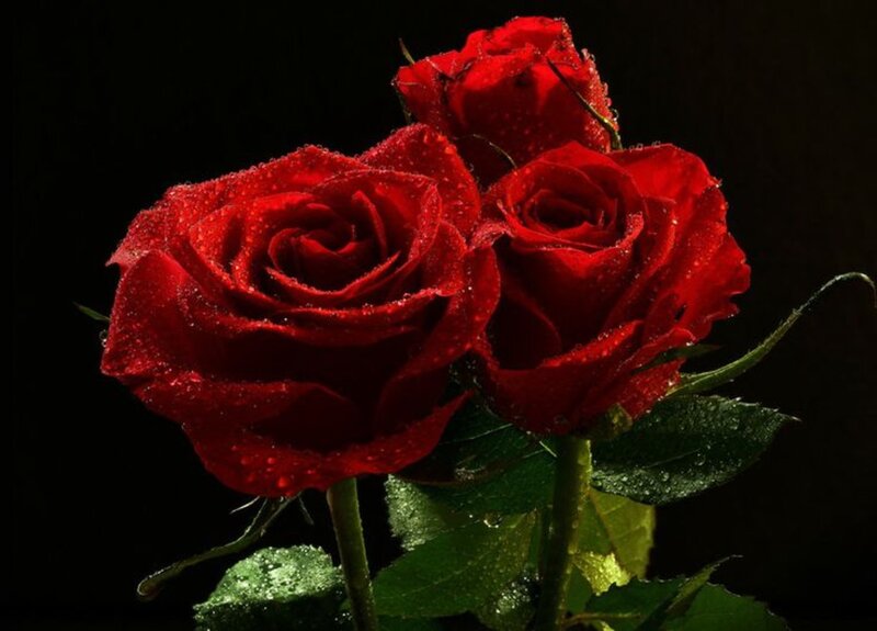 Three Red Roses — Dramatic, Photograph, Leaves, Water Droplets, Stems