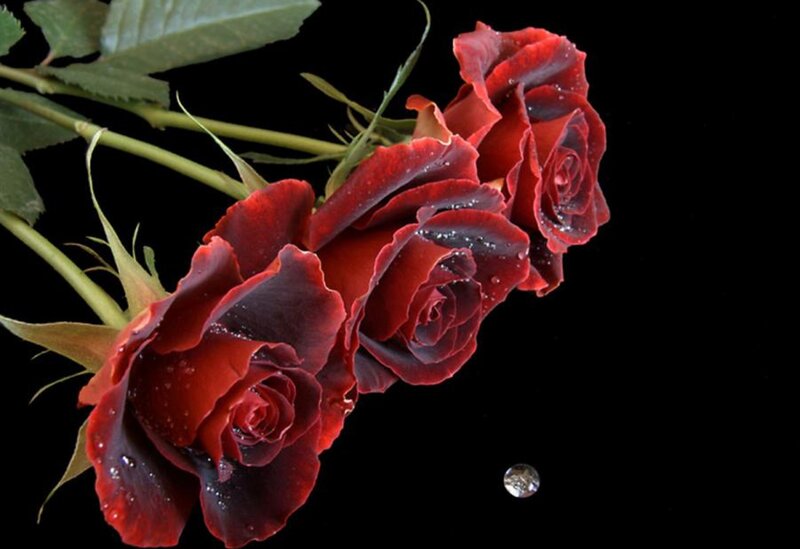 Three Red Roses — Dramatic, Photograph, Leaves, Water Droplets