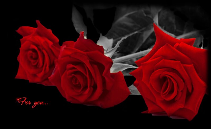 Three Red Roses — Dramatic, Photograph, Rose