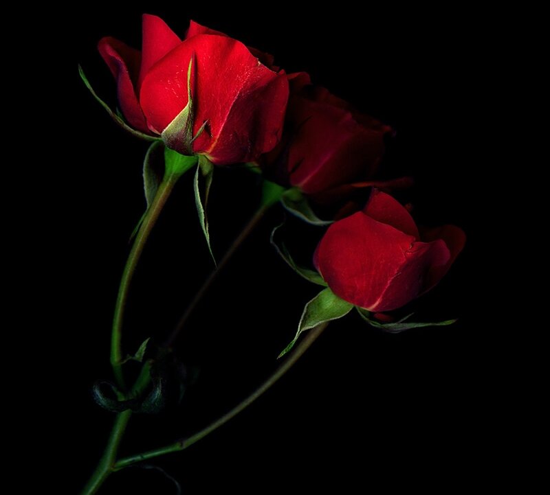 Three Red Roses — Dramatic, Photograph, Stems, Petals