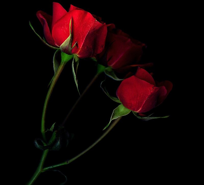 Three Red Roses — Dramatic, Photograph, Stems
