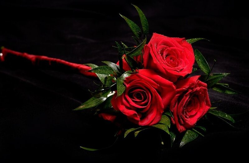 Three Red Roses — Dramatic, Photograph