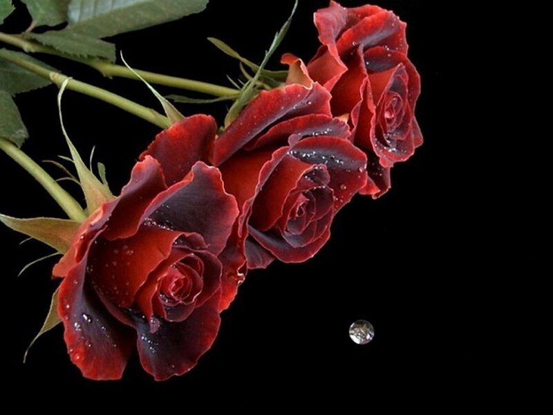 Three Red Roses — Dramatic, Photograph, Water Droplets