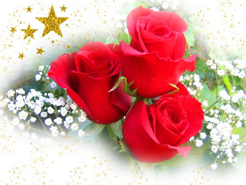 Three Red Roses — Festive