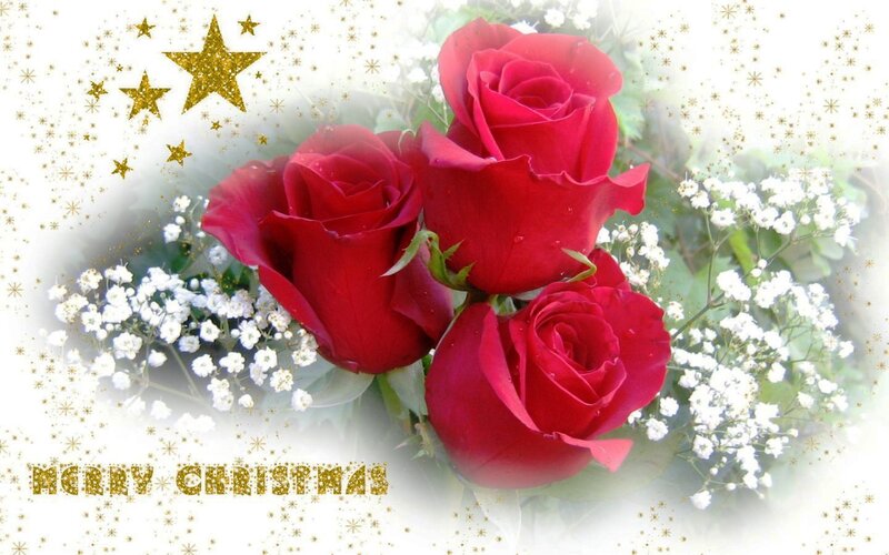 Three Red Roses — Festive, Winter