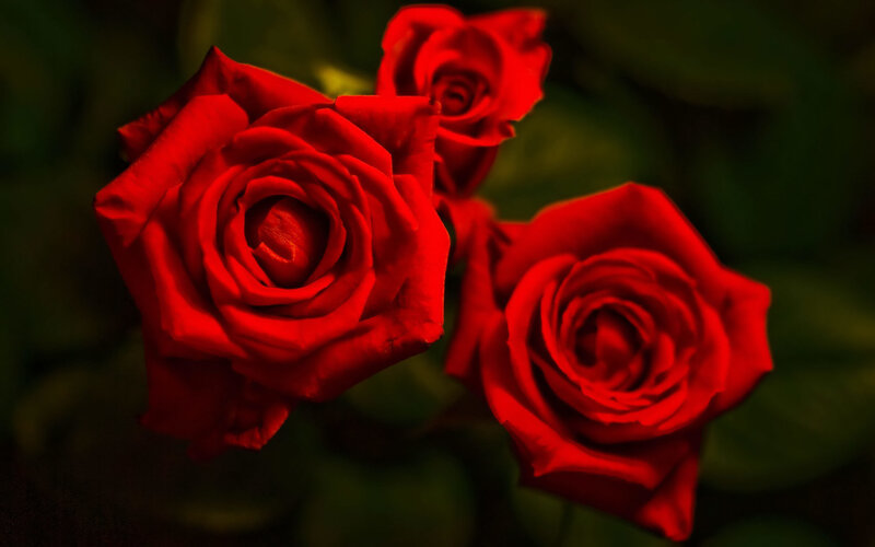Three red roses in bloom