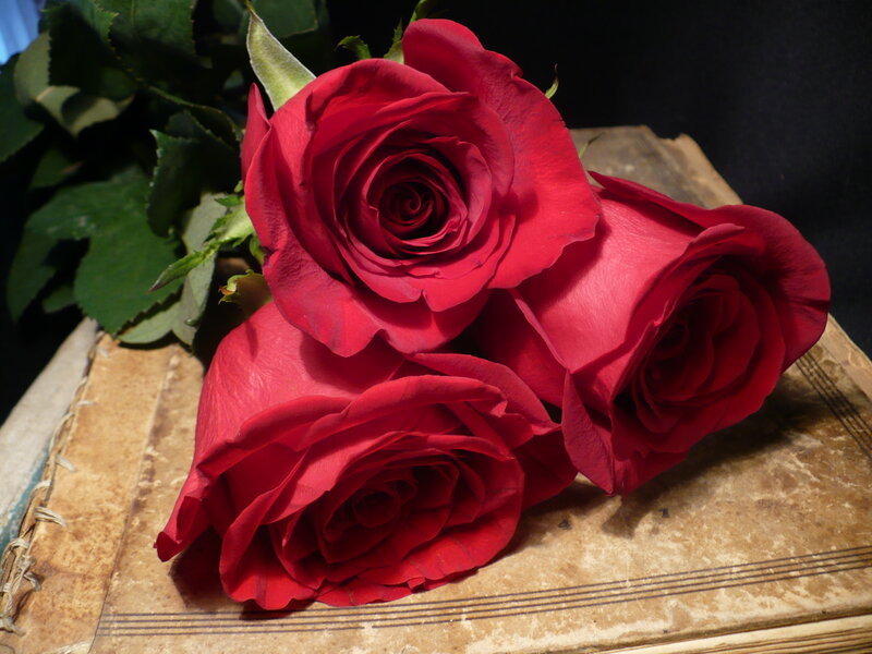 Three red roses on a book
