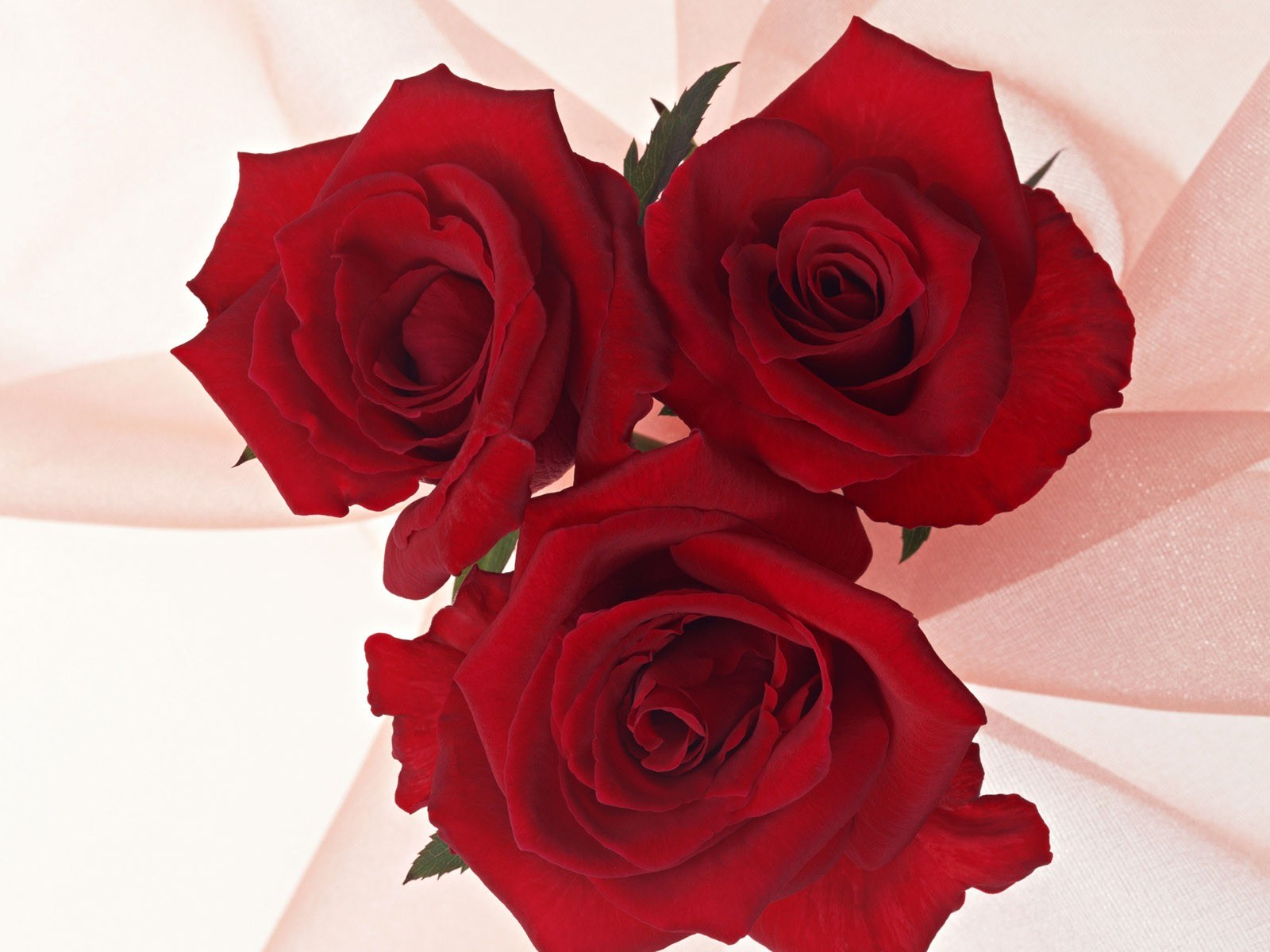 Three red roses on fabric