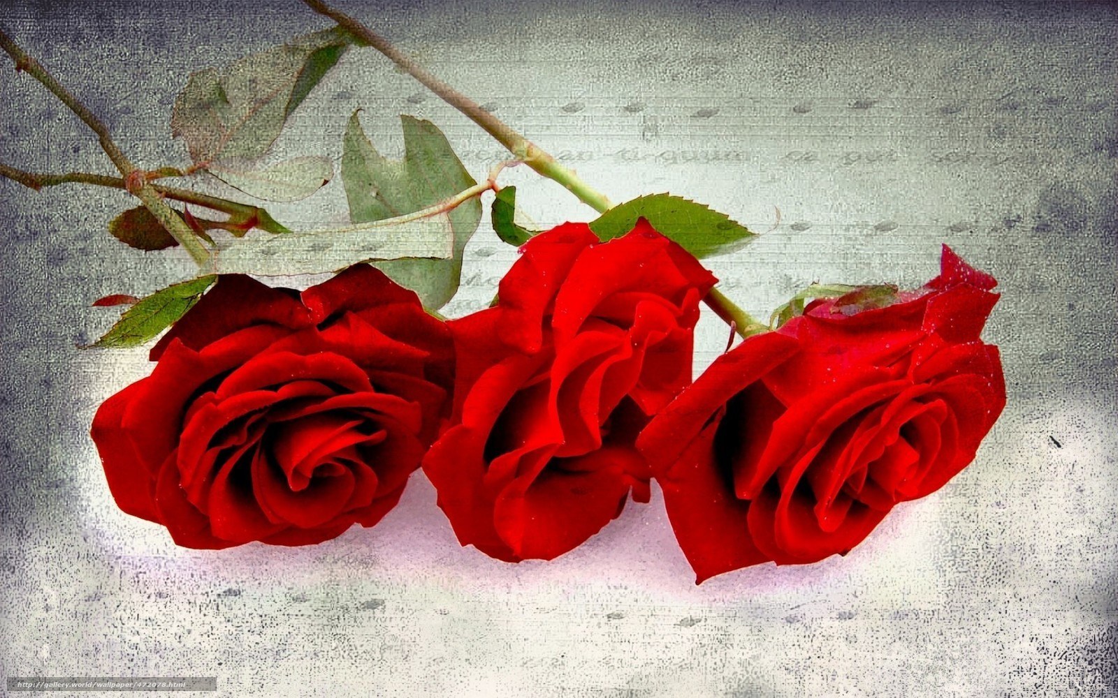 Three red roses on textured background