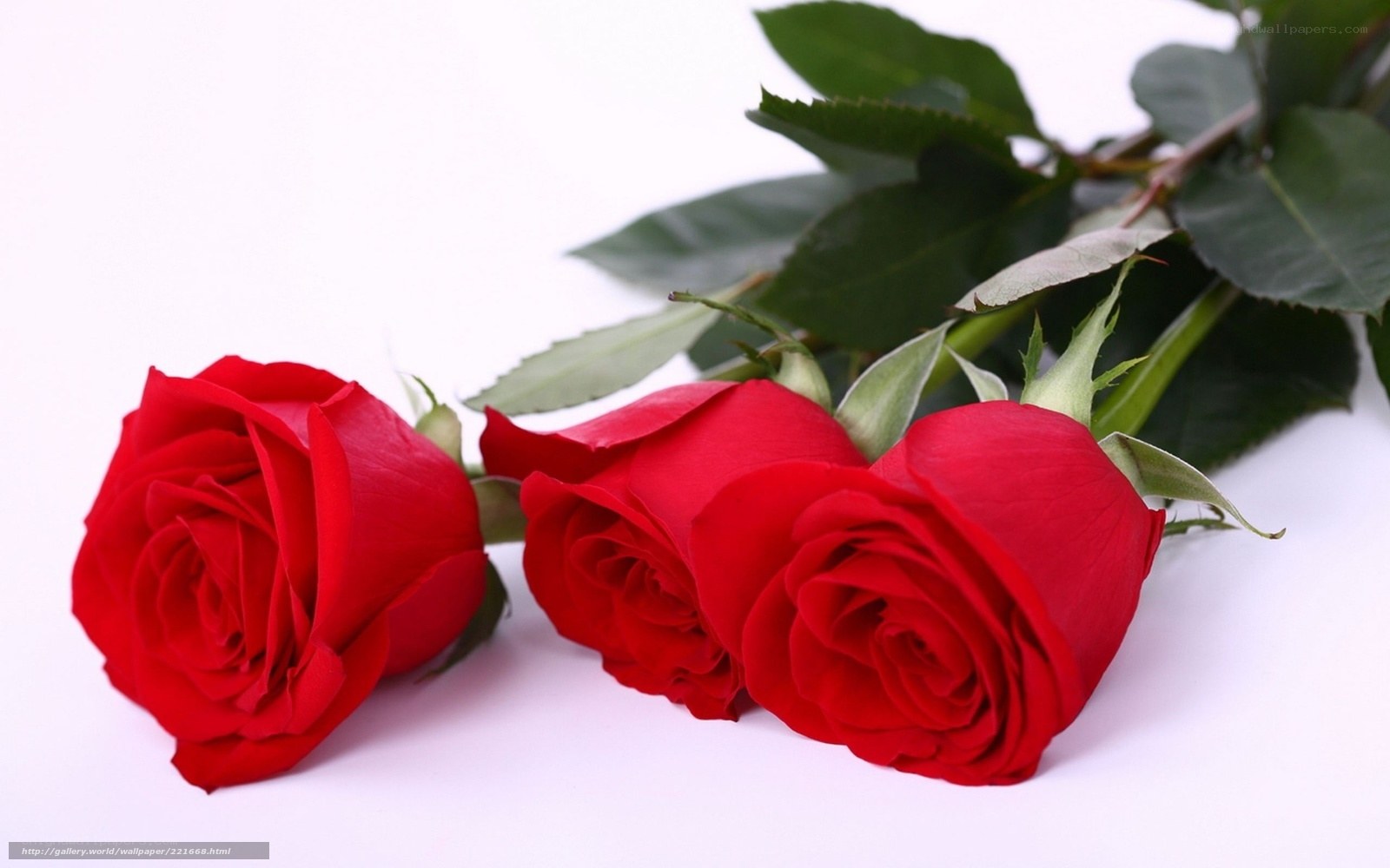 three red roses on white