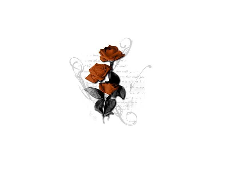 three red roses on white