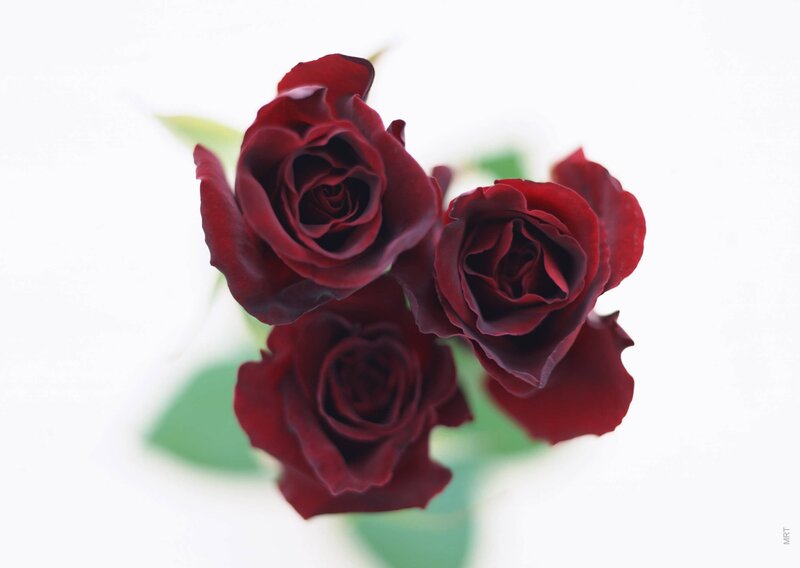 three red roses on white