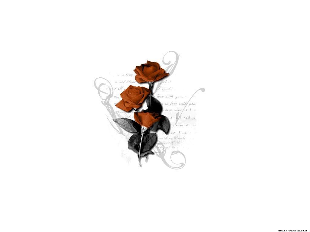 three red roses on white
