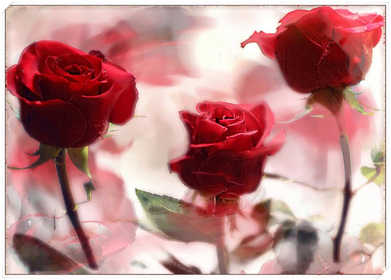Three Red Roses — Romantic, Digital Art