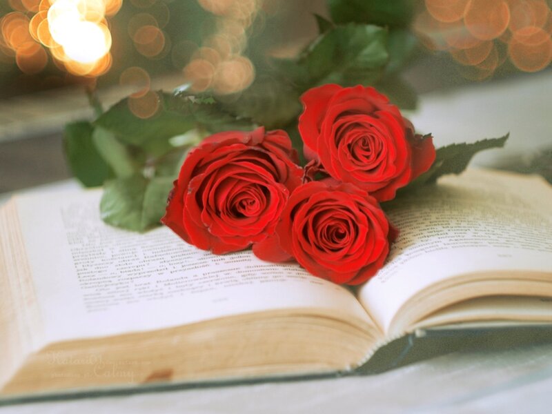 Three Red Roses — Romantic, Photograph, Book