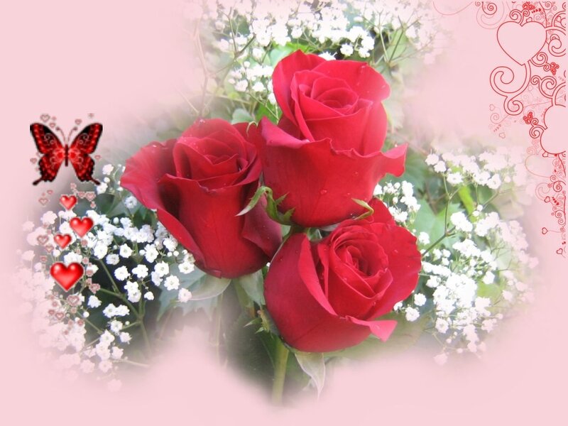 Three Red Roses — Romantic, Photograph, Butterfly
