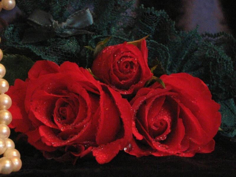 Three Red Roses — Romantic, Photograph, Pearls