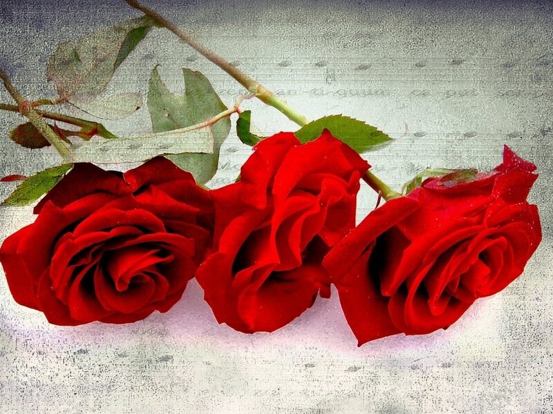 Three Red Roses — Romantic, Photograph, Stem