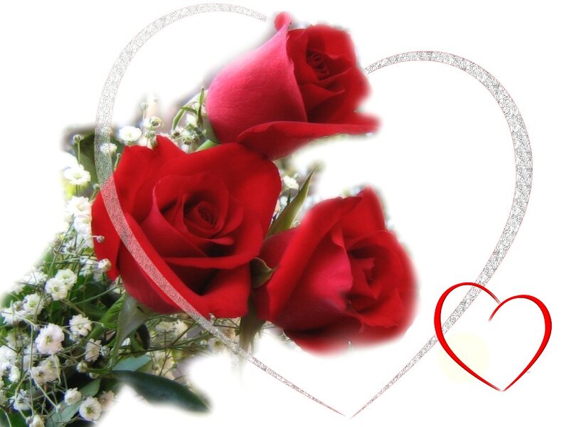 Three Red Roses — Romantic, Photograph, White Flowers