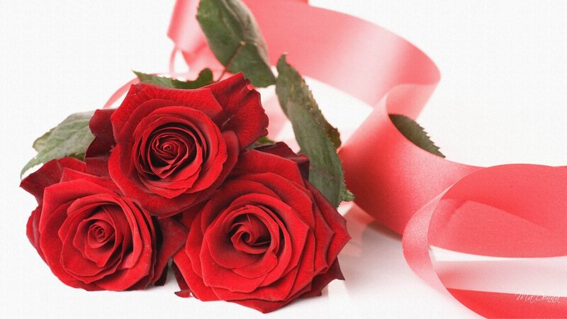Three Red Roses — Romantic
