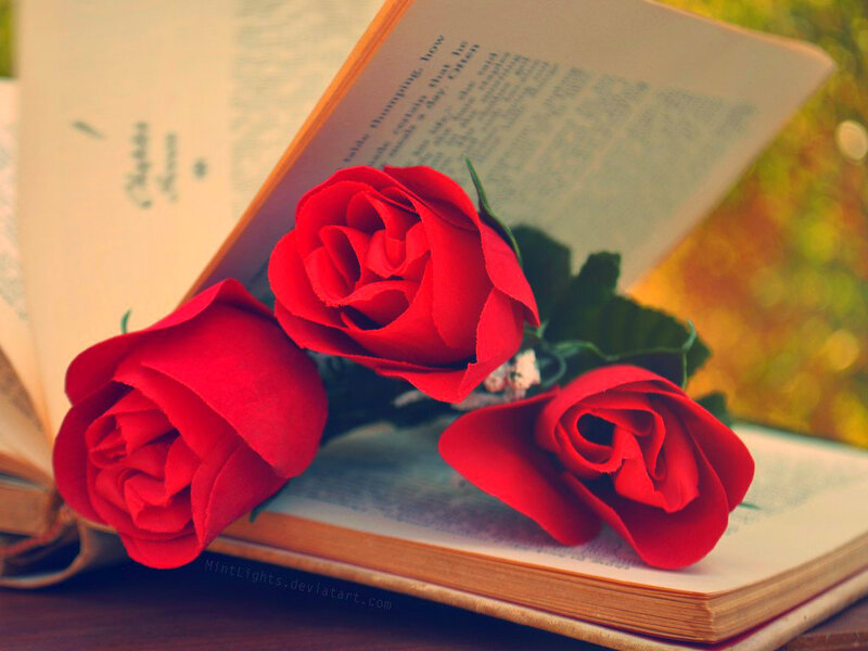 Three Red Roses — Serene, Afternoon, Photograph, Book