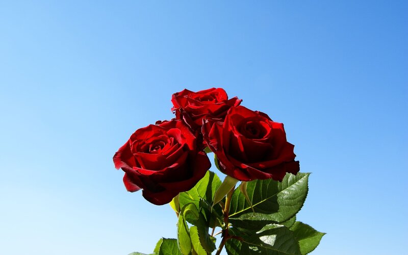 Three Red Roses — Serene, Afternoon, Photograph, Green Leaves, Blue Sky
