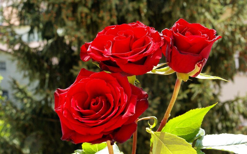 Three Red Roses — Serene, Afternoon, Photograph, Leaves, Bushes