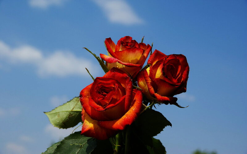 Three Red Roses — Serene, Afternoon, Photograph, Leaves