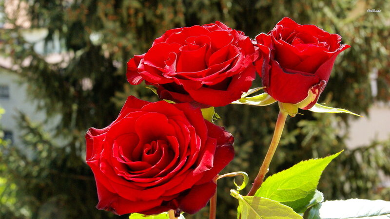 Three Red Roses — Serene, Afternoon, Photograph