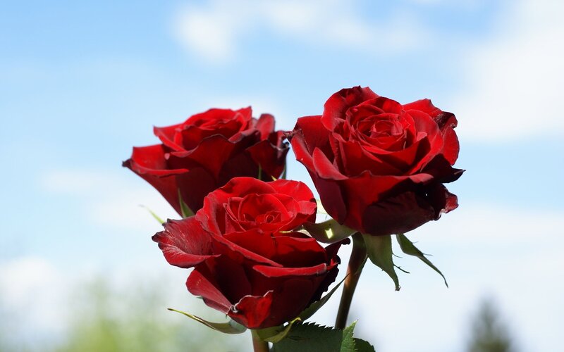 Three Red Roses — Serene, Afternoon