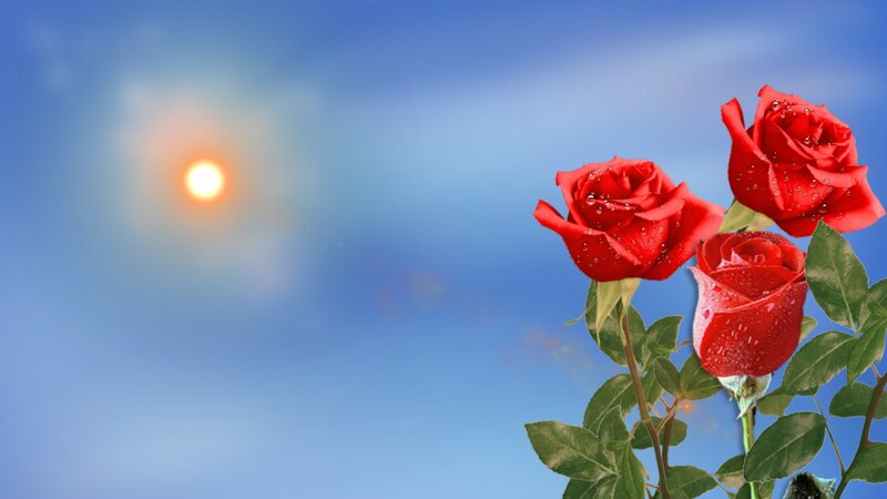 Three Red Roses — Serene, Morning, Photograph