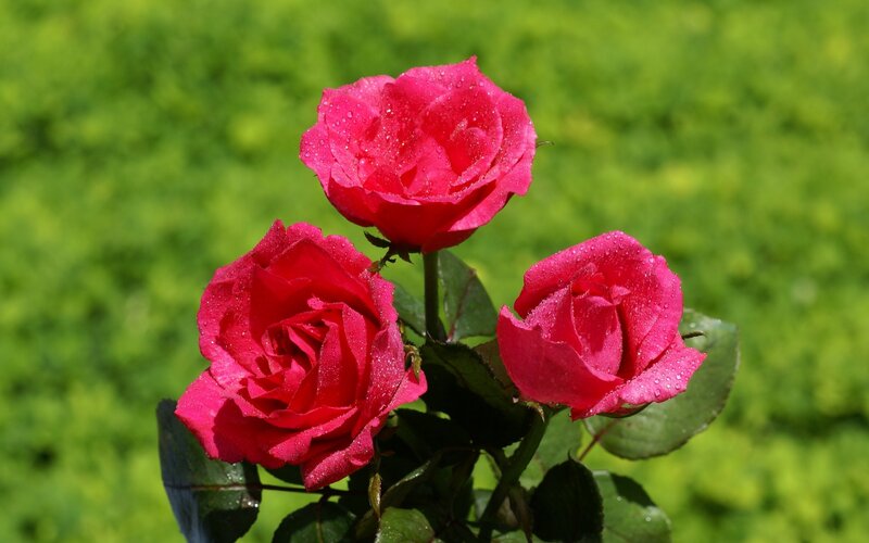 Three Red Roses — Serene, Morning