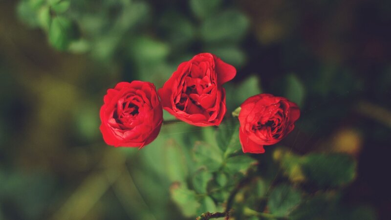 Three Red Roses — Serene, Photograph, Green Leaves, Flower Buds