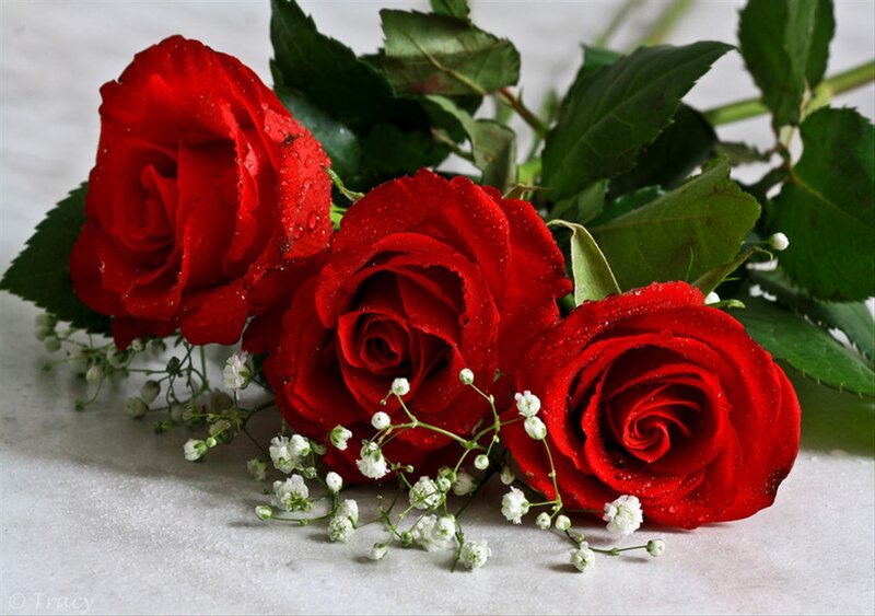 Three Red Roses — Serene, Photograph, Green Leaves