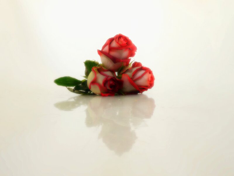 Three Red Roses — Serene, Photograph, Leaves