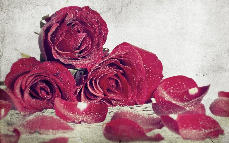 Three Red Roses — Serene, Photograph, Petals