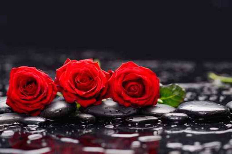 Three Red Roses — Serene, Photograph, Rocks